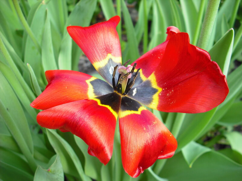 Red tulip with yellow and black center