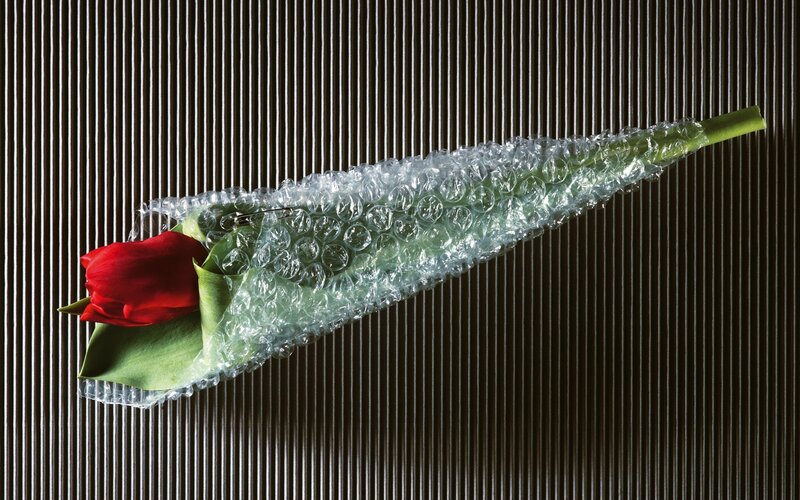 Red tulip wrapped in bubble wrap