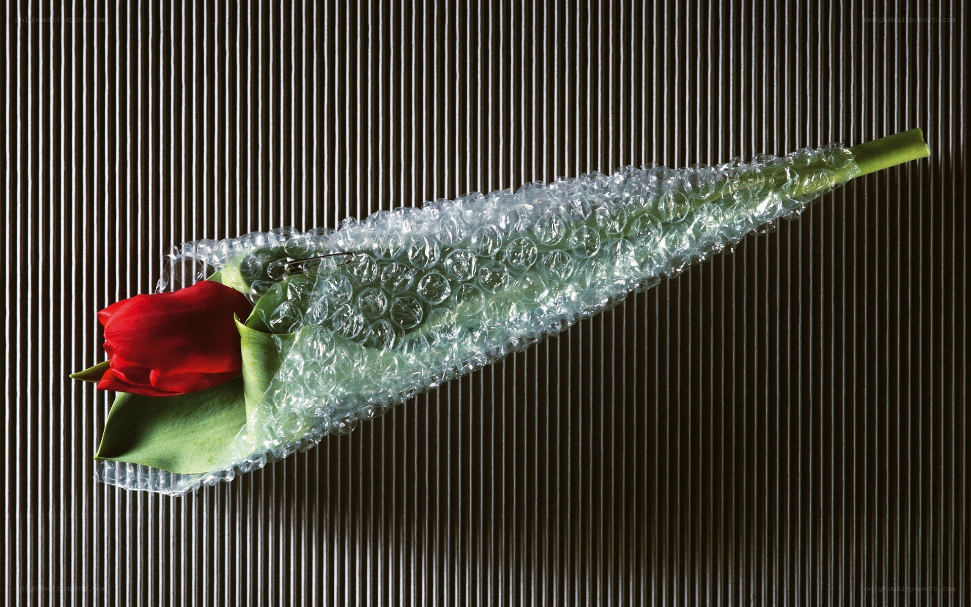 Red tulip wrapped in bubble wrap