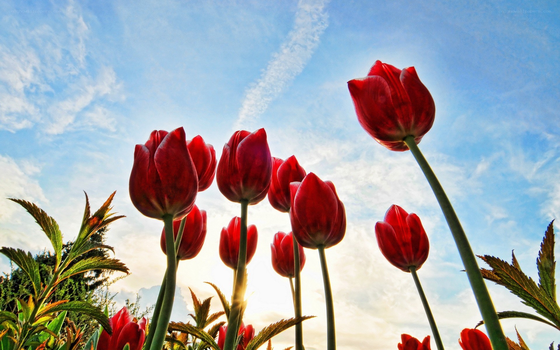 Red tulips against a blue sky