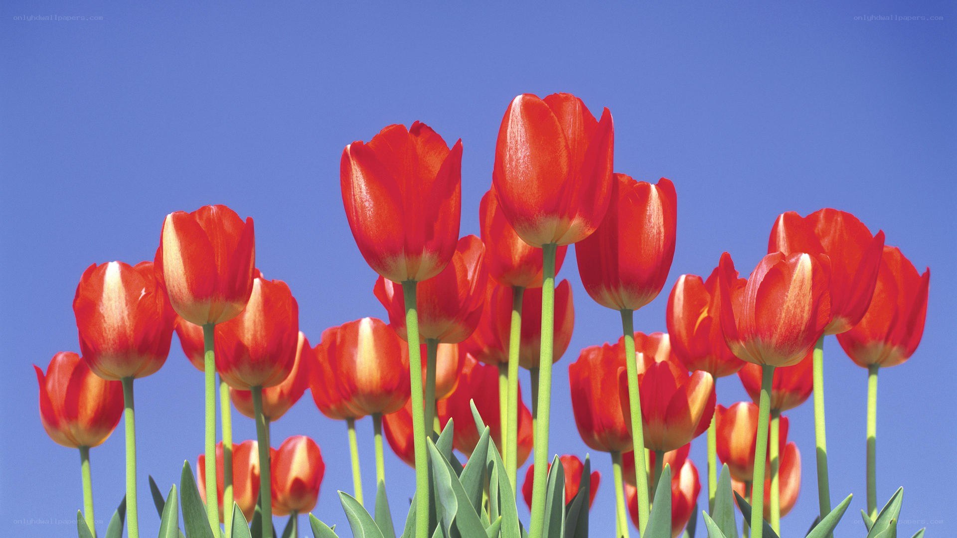 Red tulips against blue sky