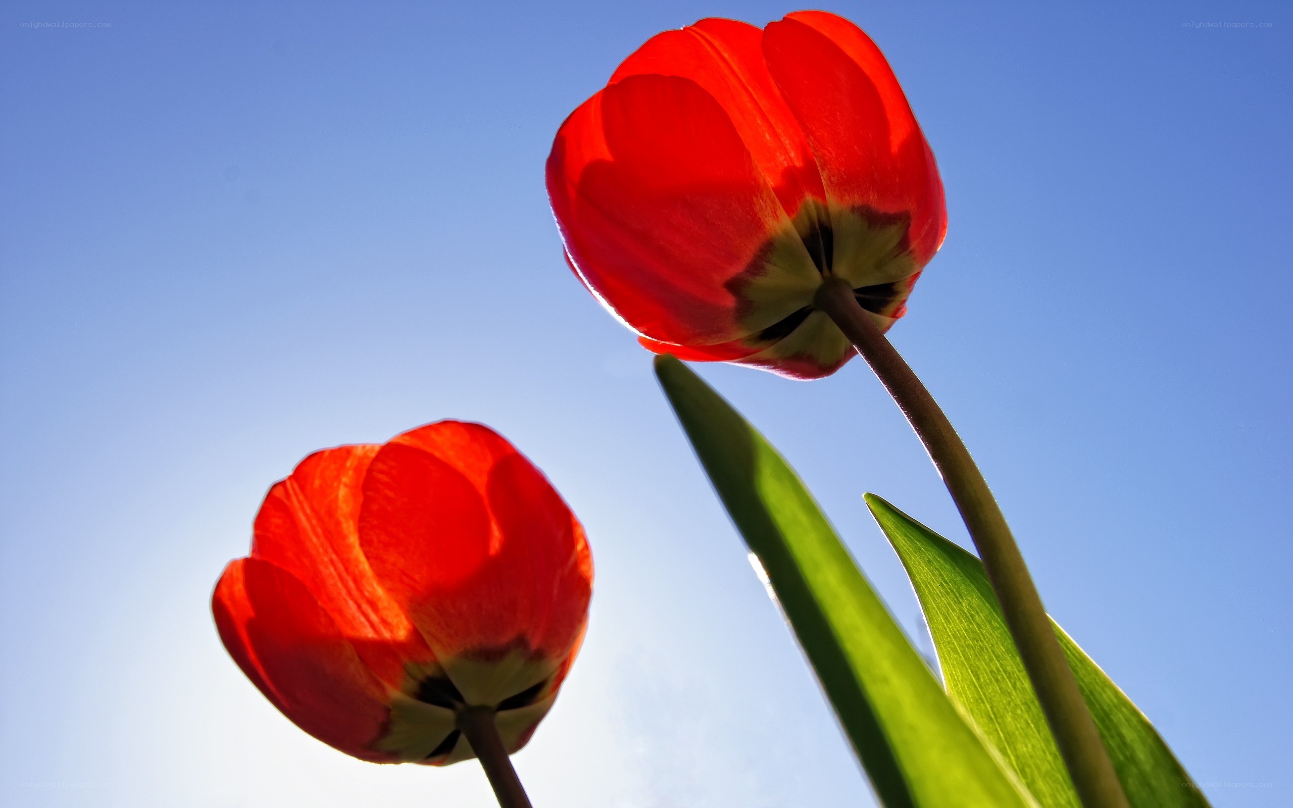 Red tulips against blue sky
