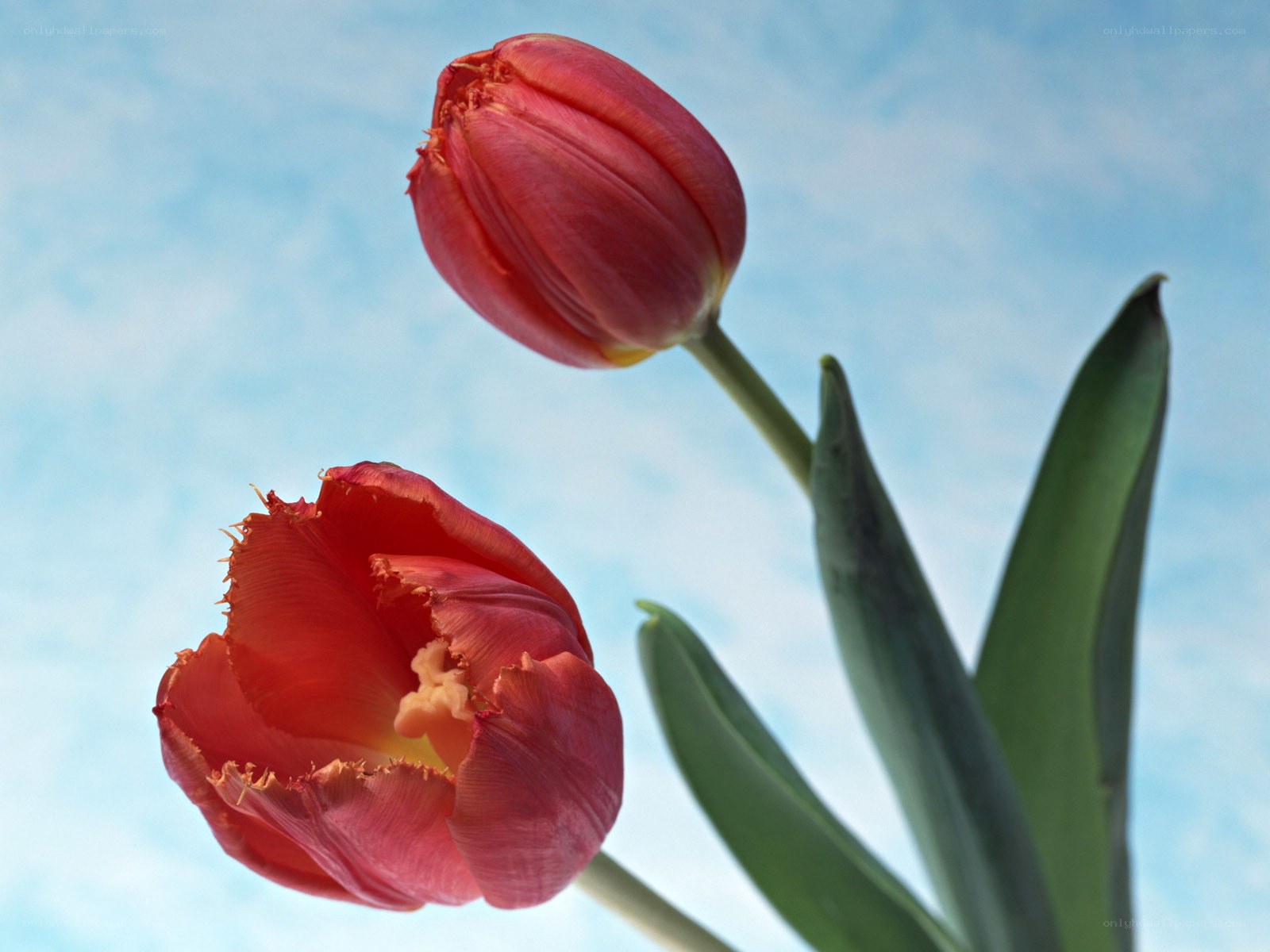 Red tulips against blue sky