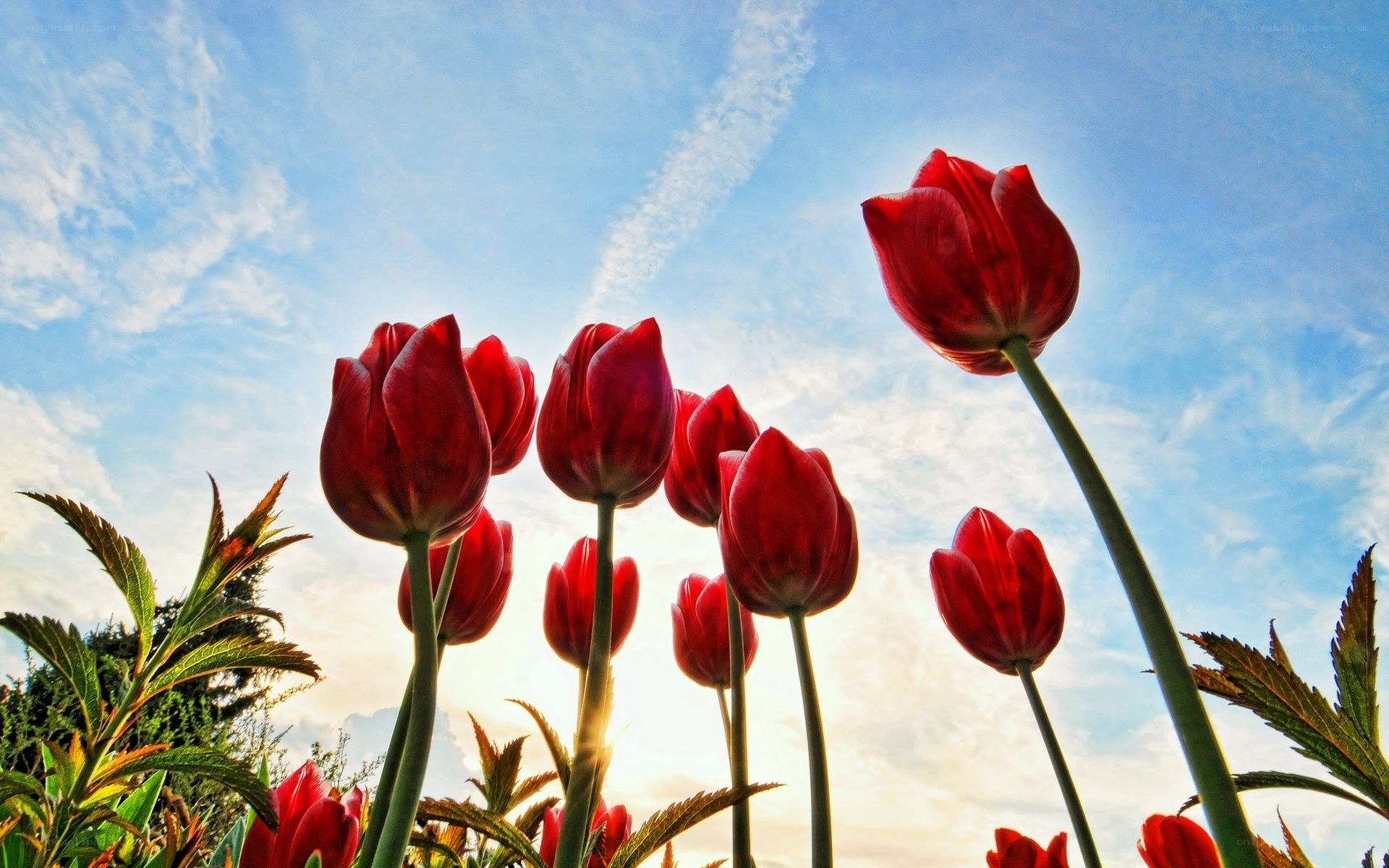 Red tulips against blue sky