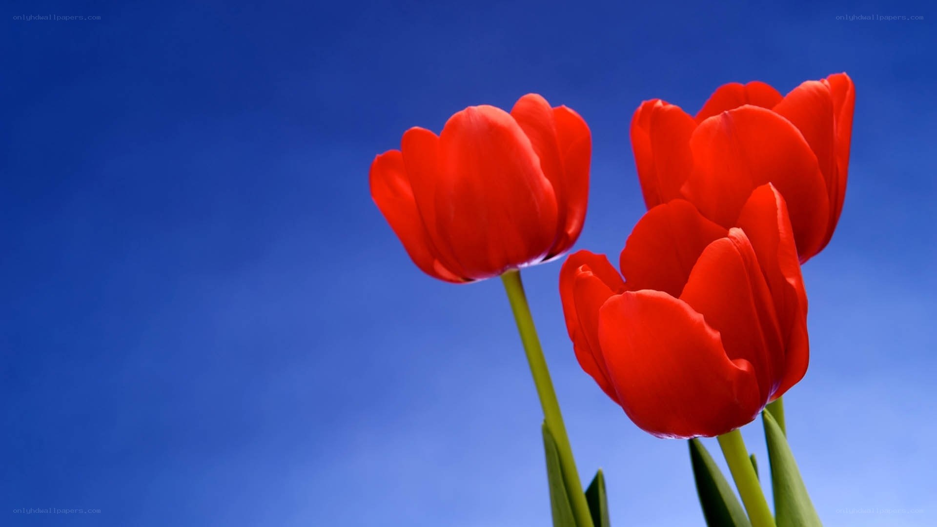 Red tulips against blue sky