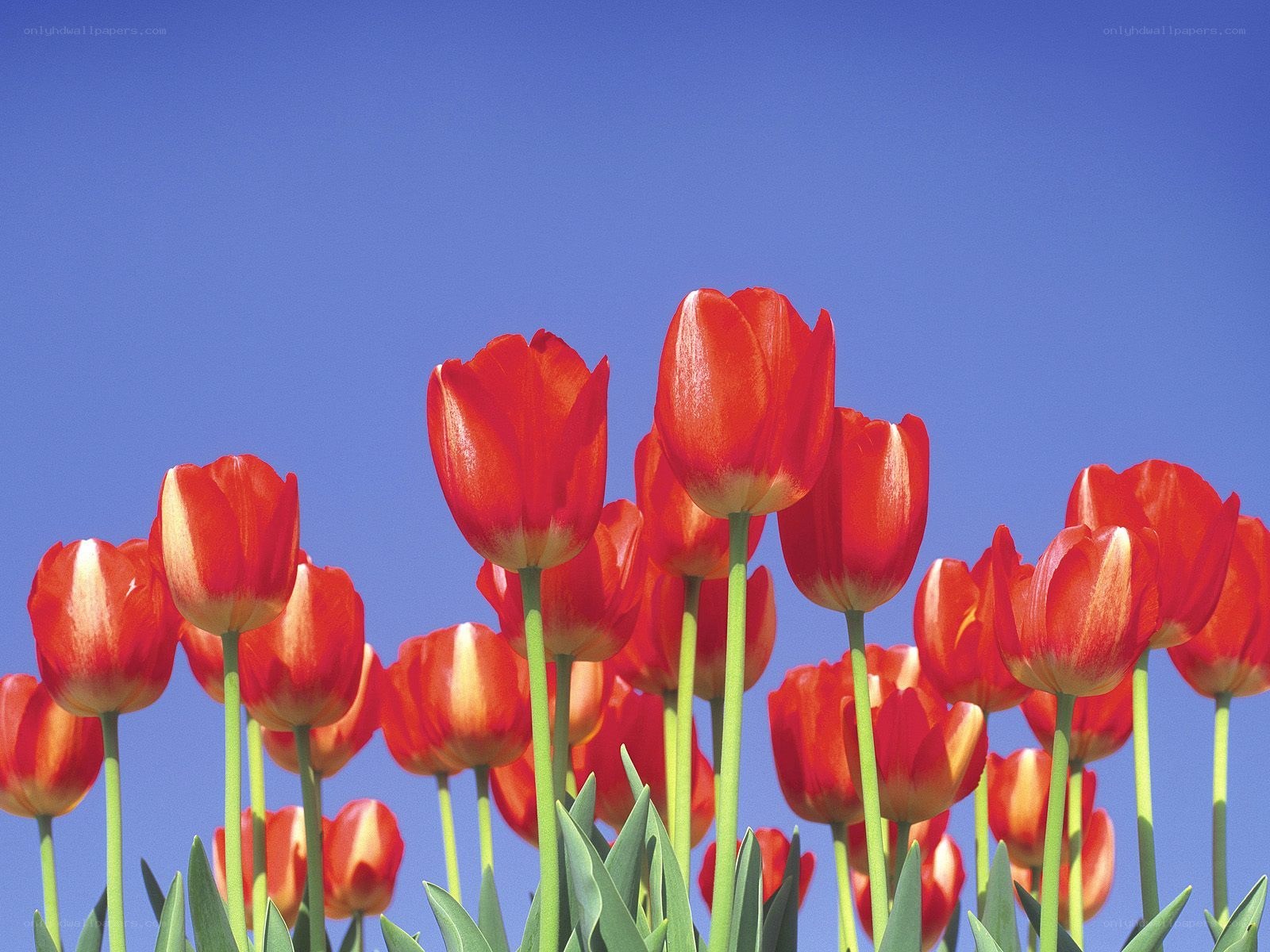 Red tulips against blue sky