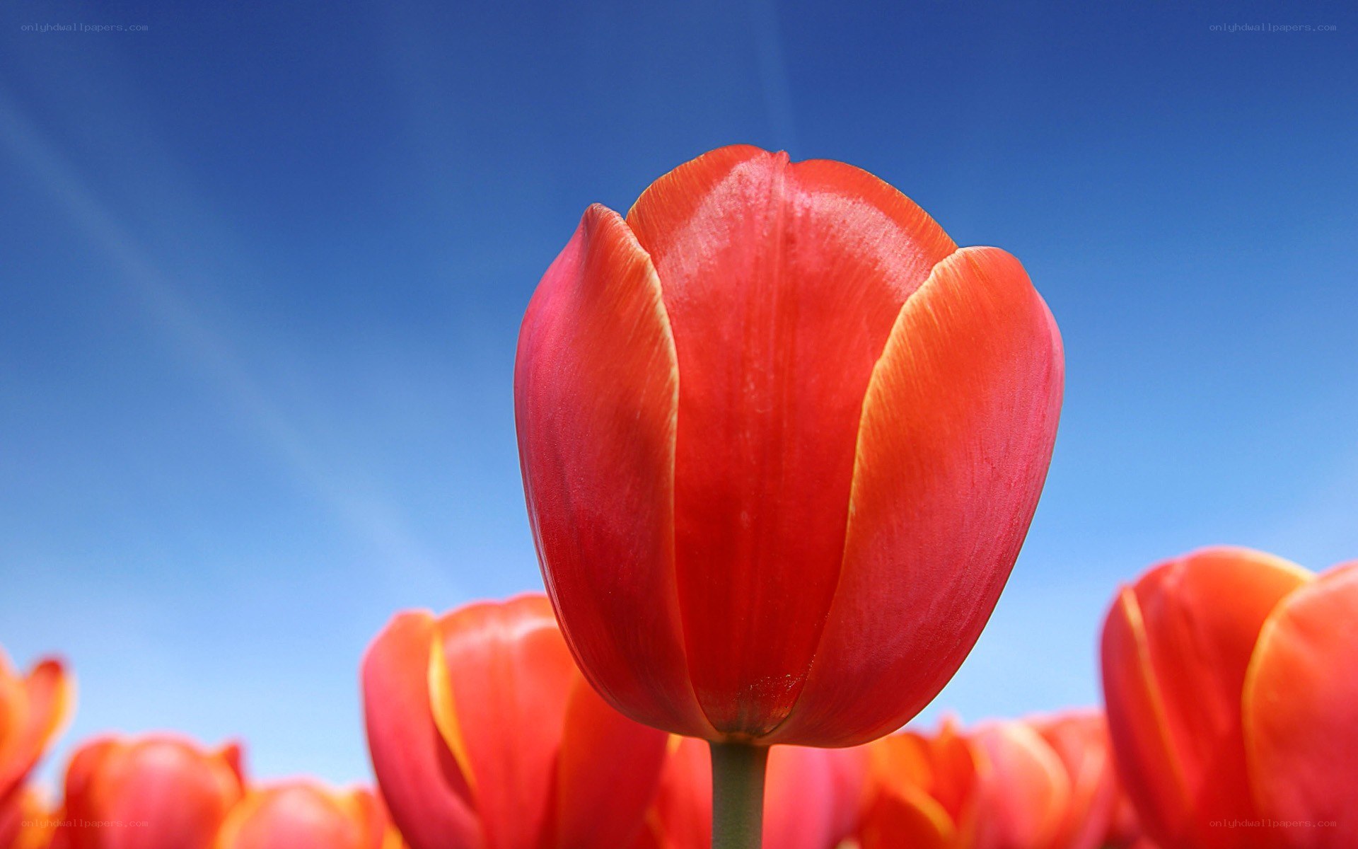 Red tulips against blue sky