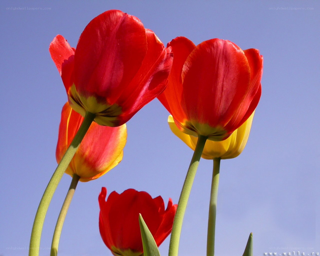 Red tulips against blue sky