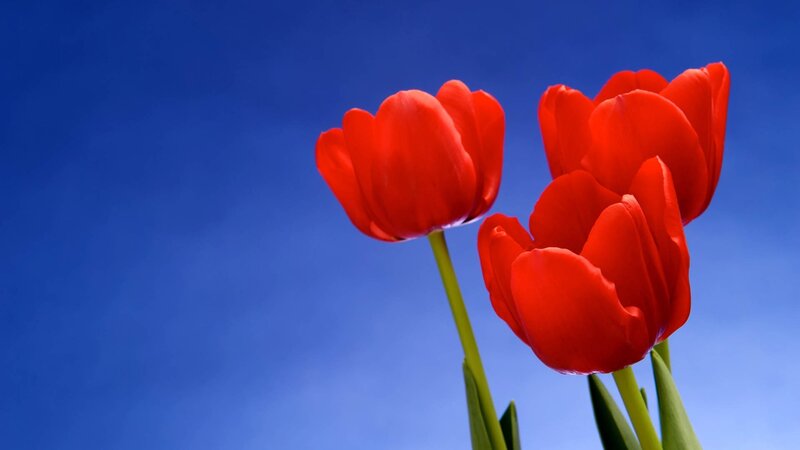 Red Tulips Against Blue Sky — Serene, Afternoon, Photograph, Stems