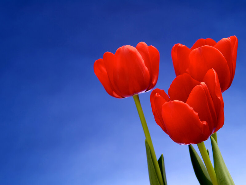 Red Tulips Against Blue Sky — Serene, Afternoon