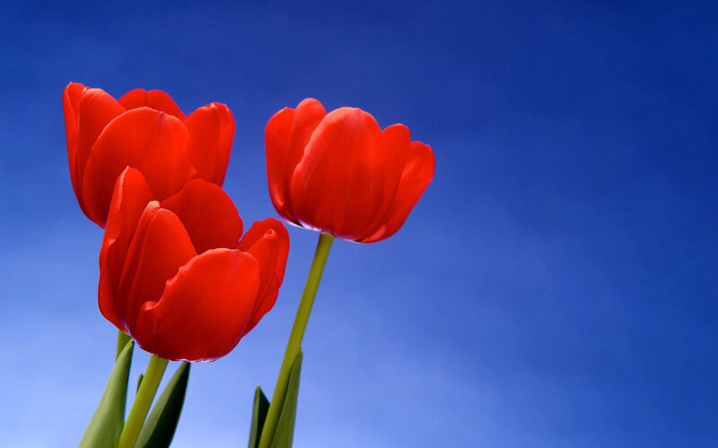 Red Tulips Against Blue Sky — Serene, Spring, Photograph