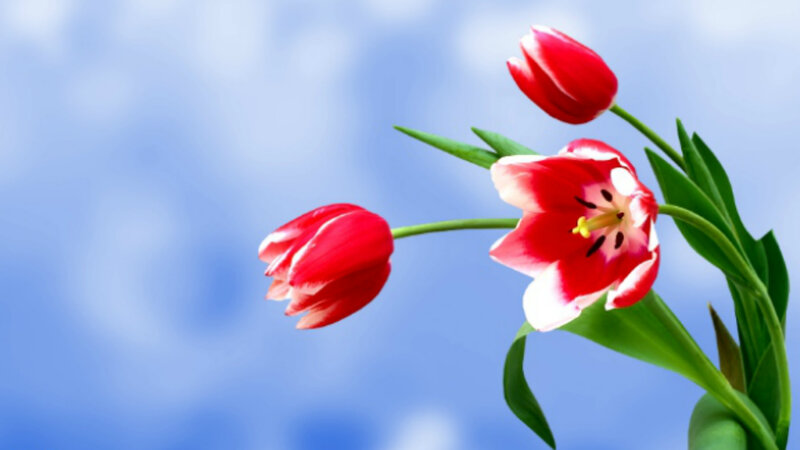 Red Tulips Against Blue Sky — Serene, Spring
