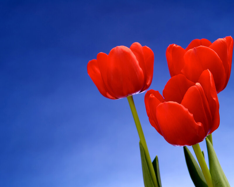 Red Tulips Against Blue Sky — Serene