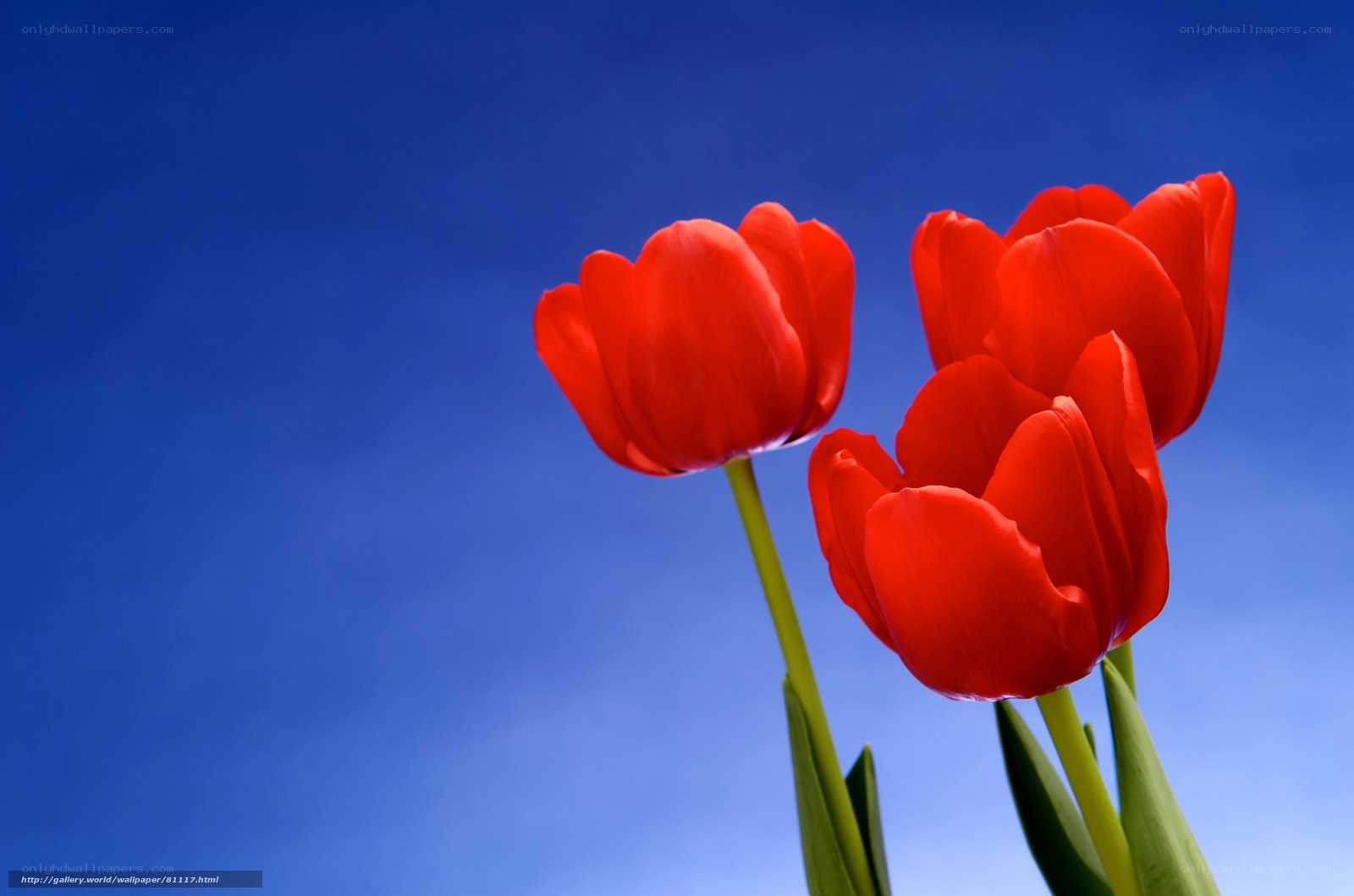 Red tulips against blue sky