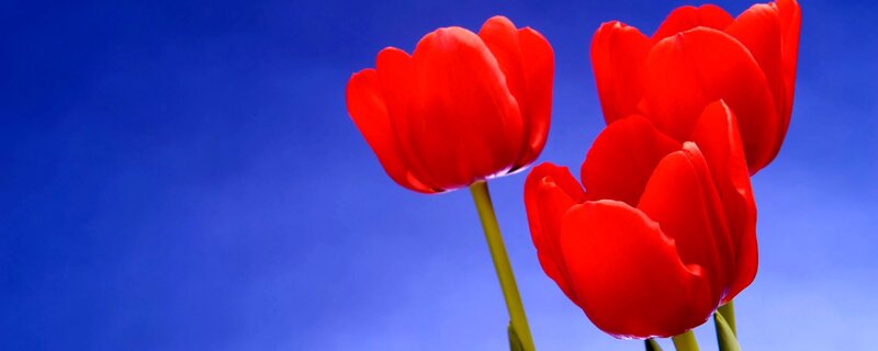 Red Tulips Against Blue