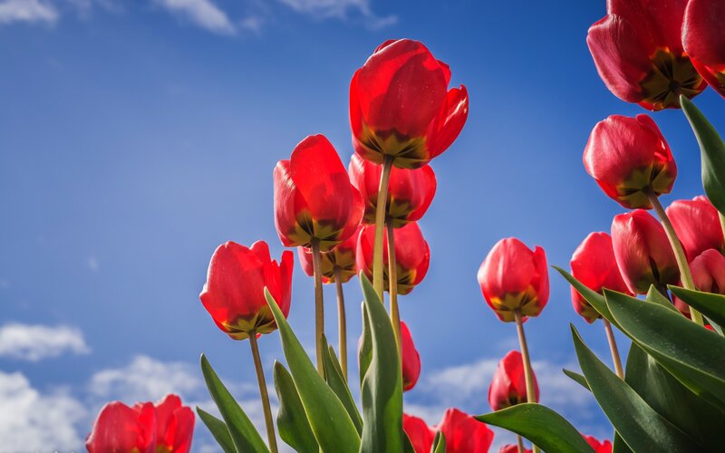 Red Tulips Against Sky