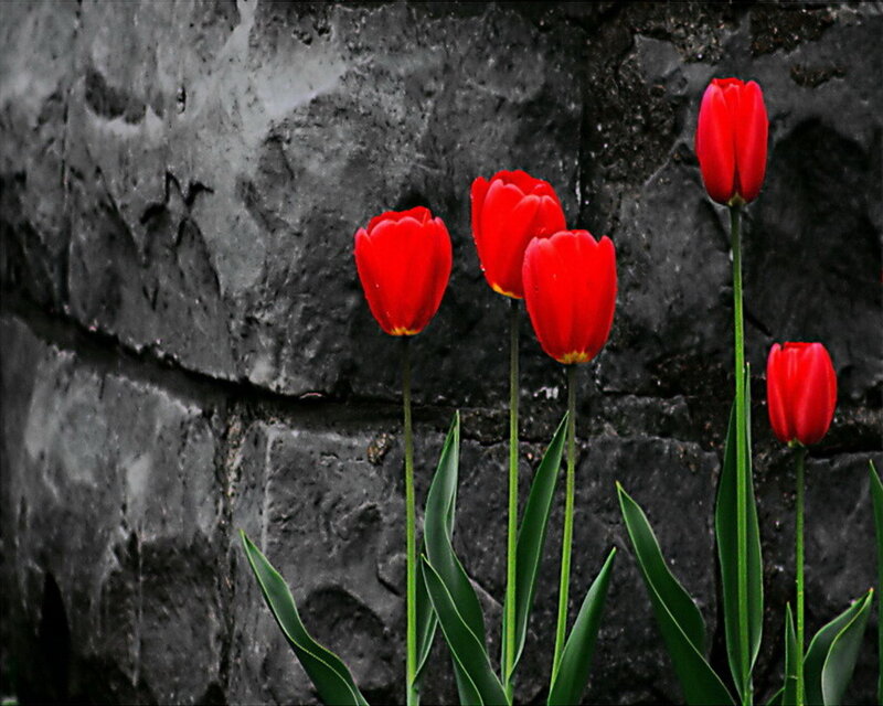 Red Tulips Against Wall