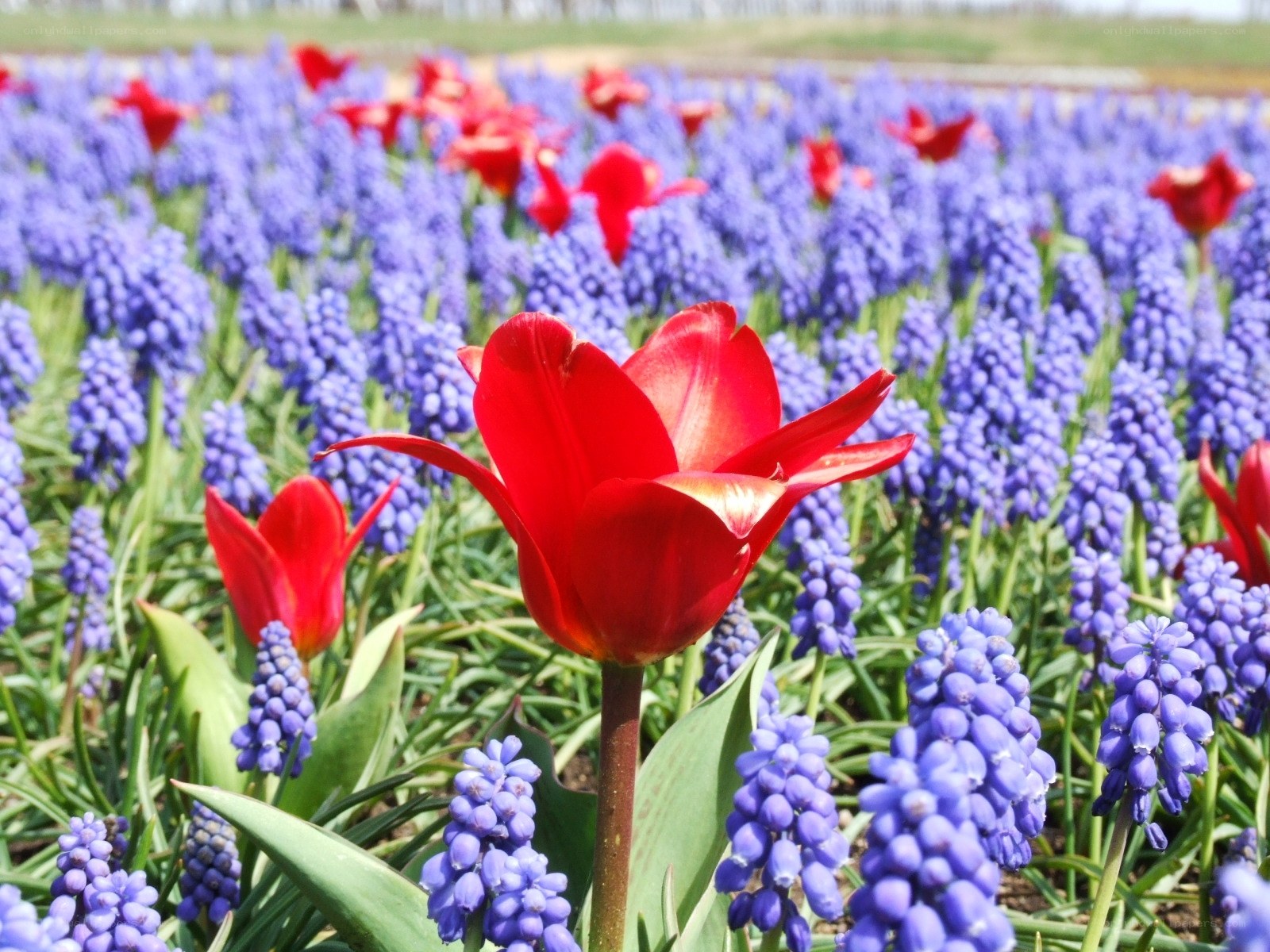 Red tulips among purple flowers