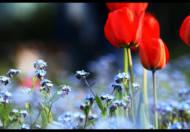 Red Tulips and Blue Flowers — Serene