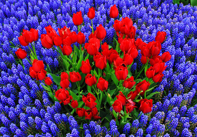 Red Tulips and Blue Flowers
