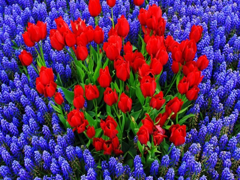 Red Tulips and Blue Flowers — Vibrant