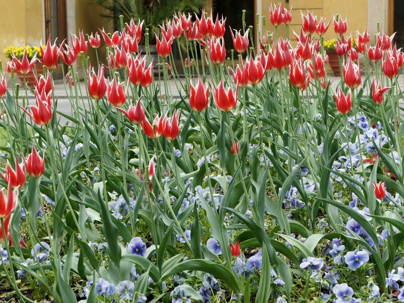 Red Tulips and Blue Violets
