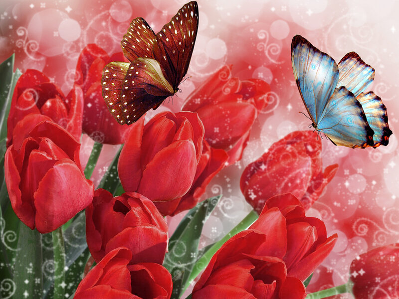 Red Tulips and Butterflies — Romantic