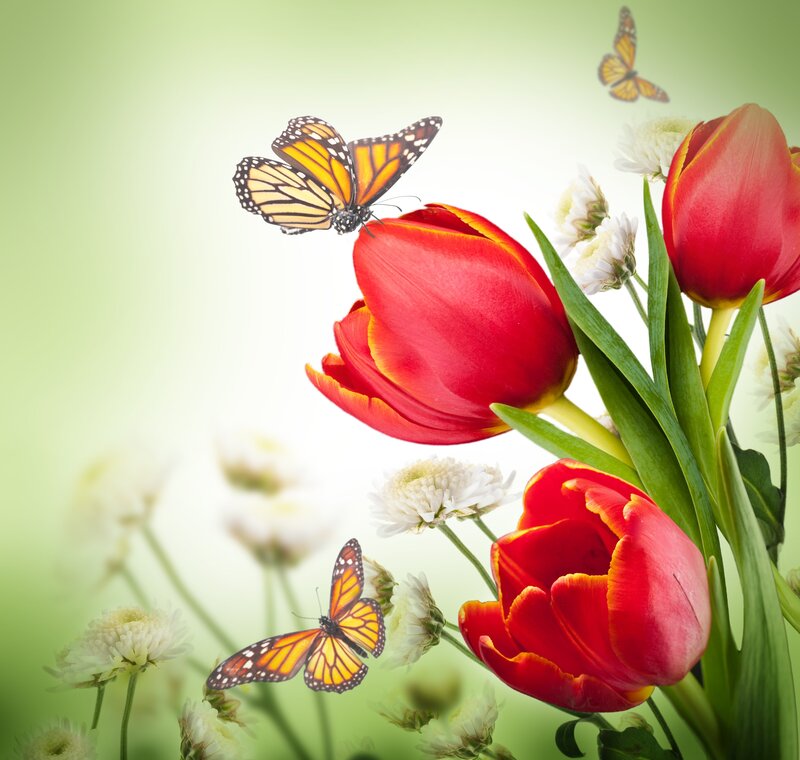 Red Tulips and Butterflies — Serene