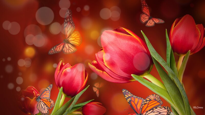 Red Tulips and Butterflies — Vibrant