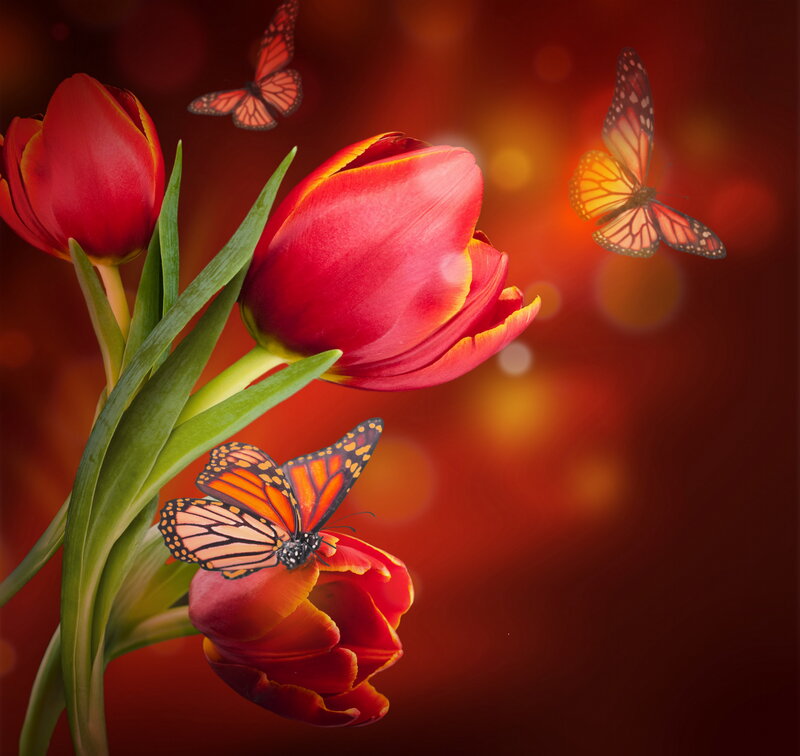 Red Tulips and Butterflies — Warm