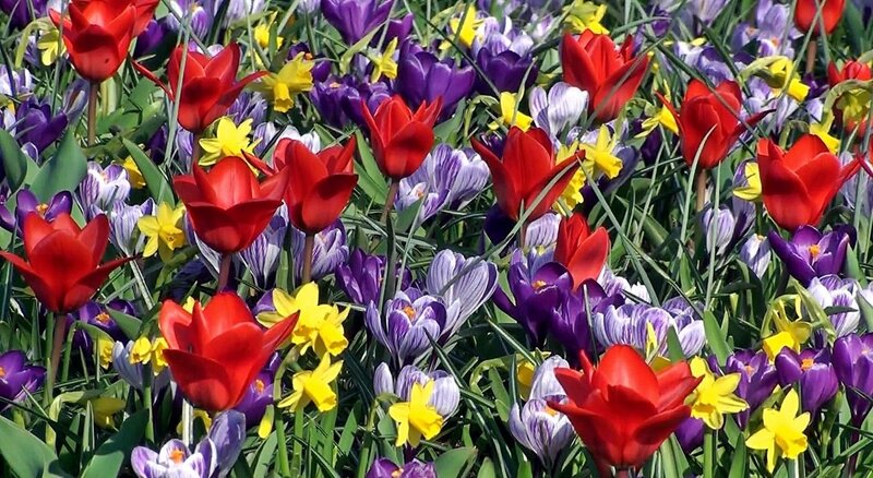 Red Tulips and Crocuses