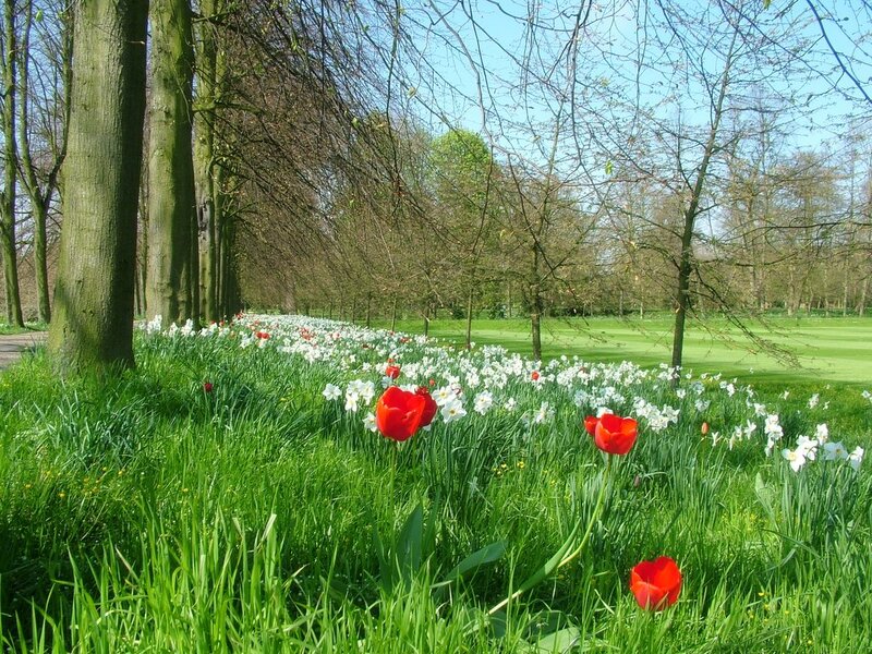 Red Tulips and Daffodils — Green