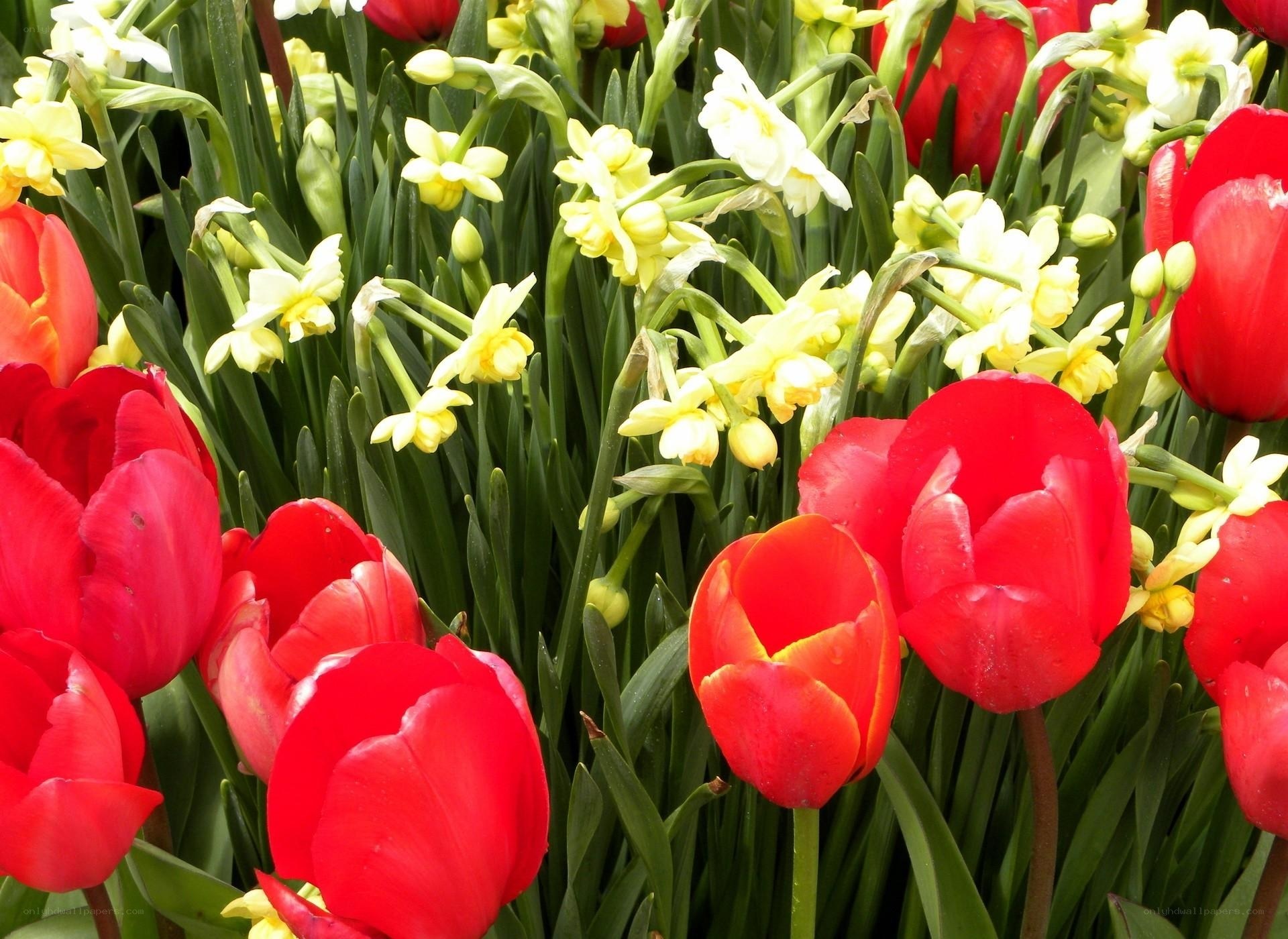 Red tulips and daffodils in bloom