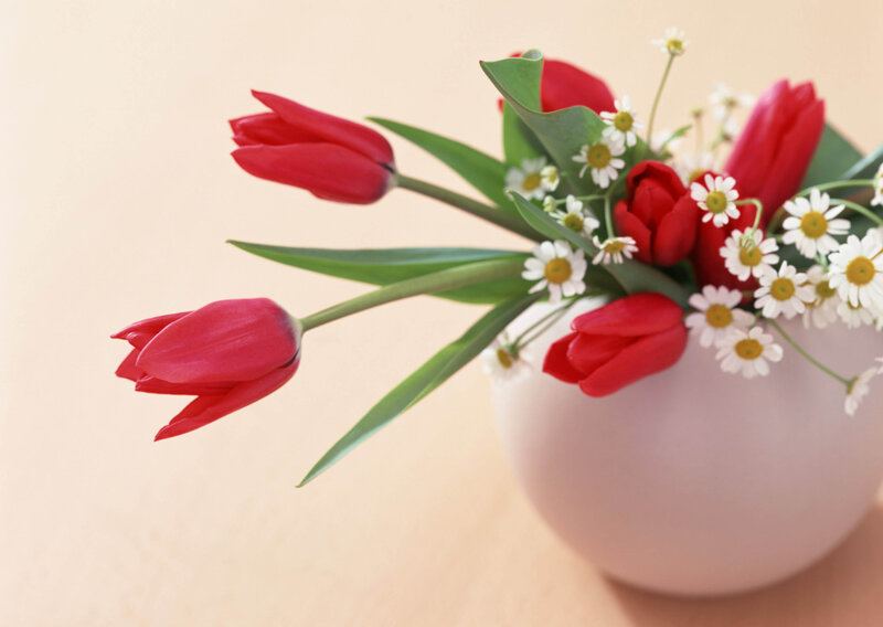 Red Tulips and Daisies — Calm