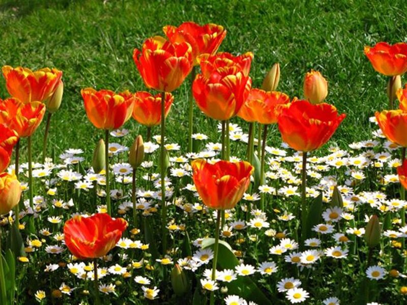 Red tulips and daisies in a garden