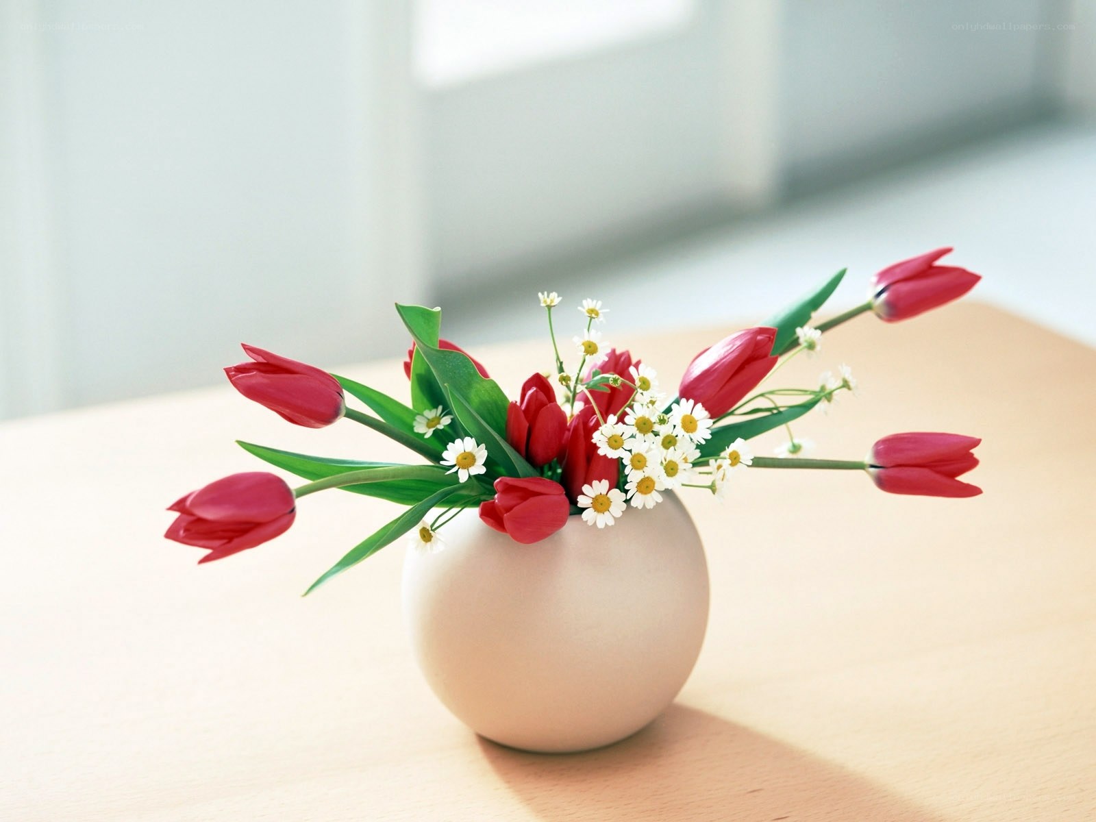 Red tulips and daisies in vase