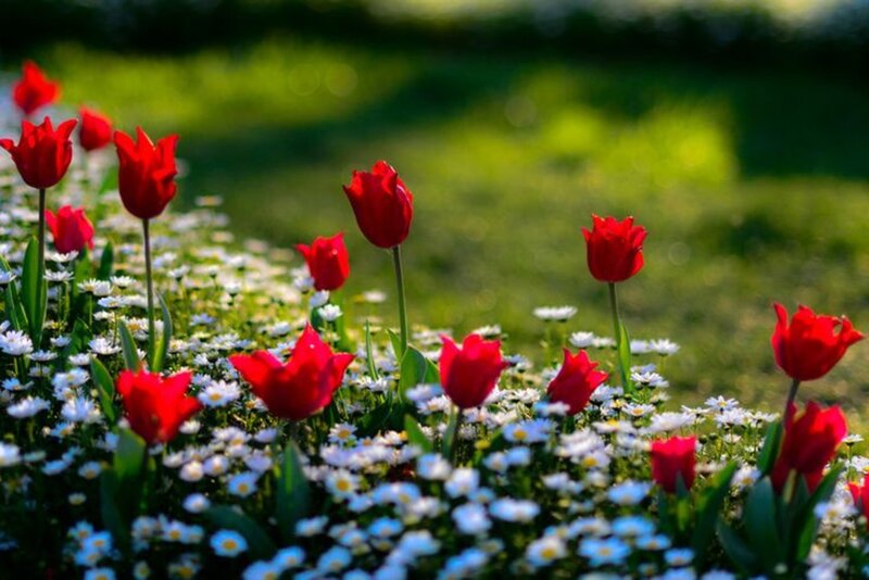 Red Tulips and Daisies — Serene, Spring