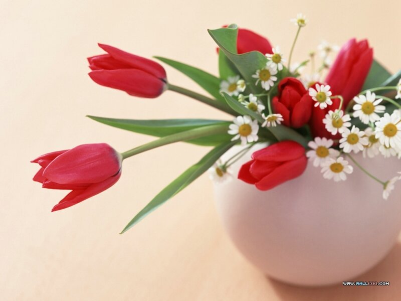 Red Tulips and Daisies — Serene