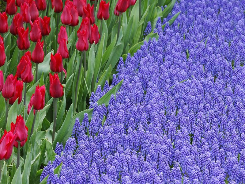 Red tulips and purple grape hyacinths