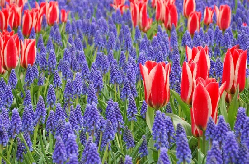 Red tulips and purple grape hyacinths