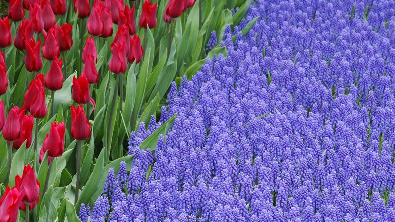 Red tulips and purple grape hyacinths