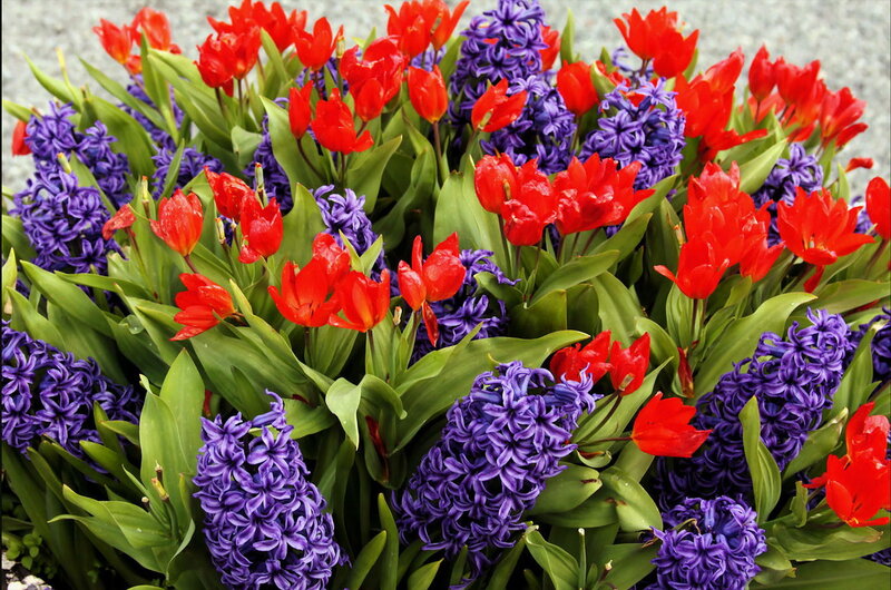 Red Tulips and Purple Hyacinths
