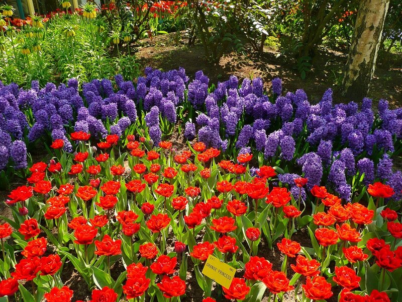 Red Tulips and Purple Hyacinths — Vibrant, Spring