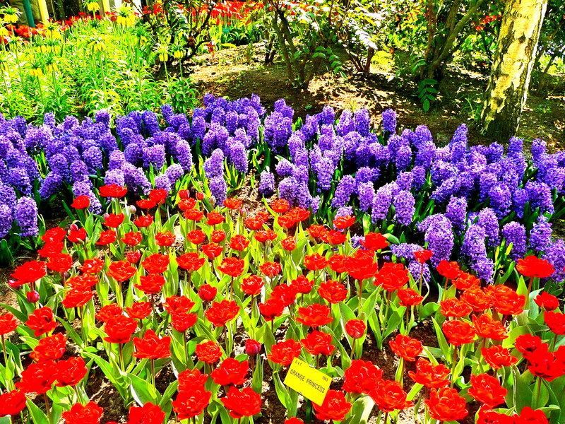 Red Tulips and Purple Hyacinths — Vibrant