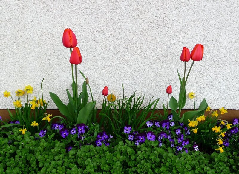 Red tulips and purple pansies