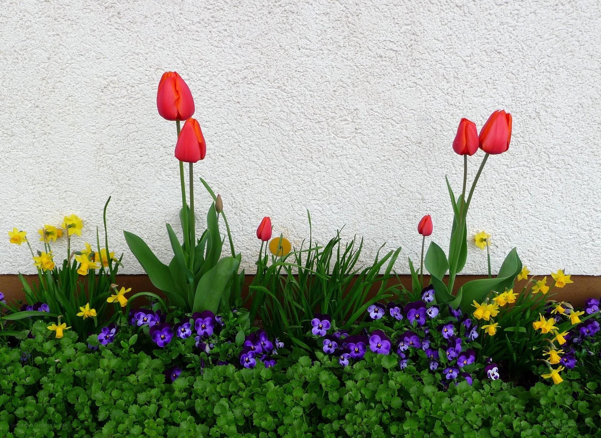 Red tulips and purple pansies