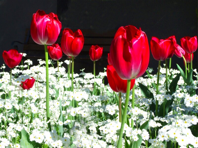 Red Tulips and White Flowers — Bright