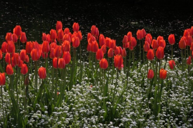 Red Tulips and White Flowers — Serene