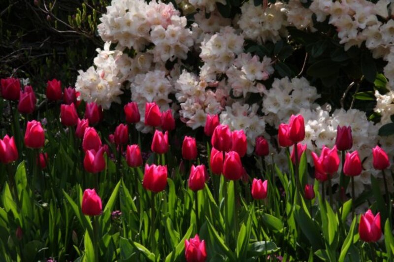 Red Tulips and White Flowers