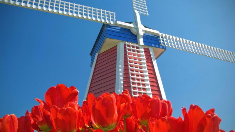 Red tulips and windmill